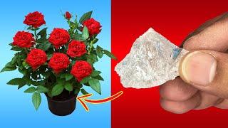 USE THIS IN YOUR GARDEN | 5 POWERFUL USES OF ALUM POWDER IN GARDENING //  FLOWERING & PEST CONTROL