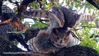 The Transformer: A great horned owl does a super-stretch | Texas Backyard Wildlife