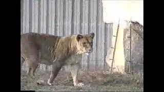 ZOO PRAHA, LIBEREC A ÚSTÍ NAD LABEM 1997