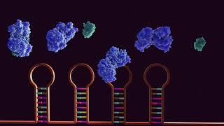 Regulation of Intracellular Iron Homeostasis