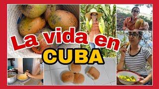 Cuba, un día conmigola VIDA EN EL CAMPO#blogs. Ariadna Guerra