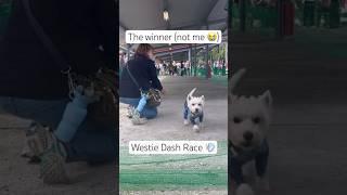 Westie Dash Race at Tokyo Westie Party (I lost ) #dograce #ウェスティ  #westie #westiedog