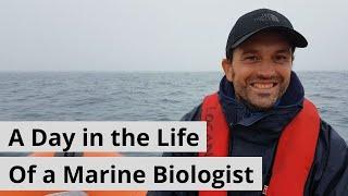 A Day in the Life of a Marine Biologist - Blue Shark Conservation! [UK Blue Shark Project]