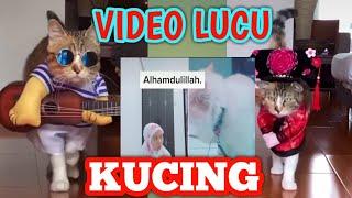 Kumpulan Video Lucu Kucing terbaru 2020!!