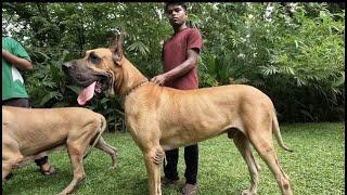 100 GREAT DANES IN ONE DOG KENNEL #greatdanes