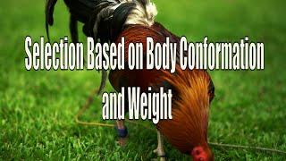 Selection Based  on Body Conformation and Weight