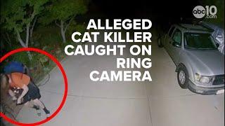 Video | Ring footage shows potential Orangevale cat killing suspect walk off with pet