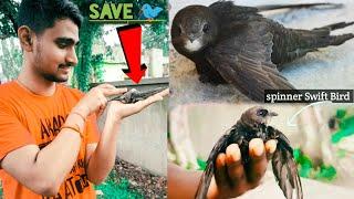 common swift BirdSaving a Baby Bird- Rescue Mission | Heart Touching #viral #swift #birds #vlogging