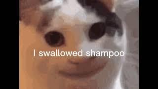 I swallowed shampoo (cat version)