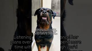 #dog #rottweiler #rotter #dogowner #rottwailer #pets #petowner #animalowner #rotties #rottie