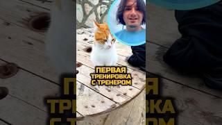 ПЕРВАЯ ТРЕНИРОВКА С ТРЕНЕРОМ#коты #котыприколы #котики #котикиправятмиром