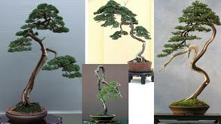 Inspirasi bonsai bunjin style - bonsai literati