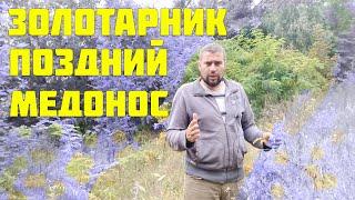 Мощный осенний медонос, что с ним не так? Золотарник поздний медонос