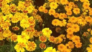 Marigold French Mix Flowers Very Good for Bees