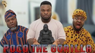 AFRICAN HOME: POCO THE GORILLA