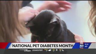 Veterinarian explains warning signs of diabetes in pets