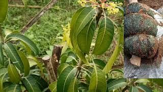 DWARF MANGO HOW? THREE MONTHS OLD READY TO FRUIT /@GhaAgriTv