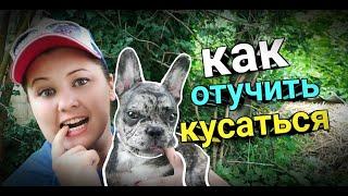 4 ЭФФЕКТИВНЫХ способа отучить щенка кусаться. Мокрый нос французский бульдог Луна