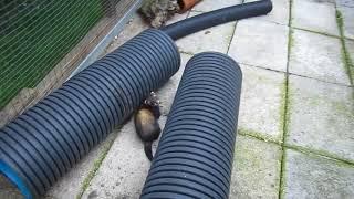 Mink and ferret enclosure