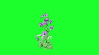 flowers green screen background video || nature beauty #flower