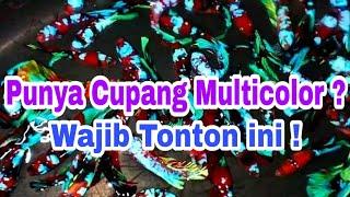 Ikan Cupang Multicolor Yang Bagus