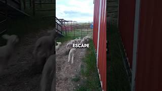 Sheep attempts to escape farm #funny #viralvideos