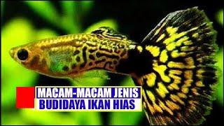 Berbagai macam ikan hias yang bisa di budidayakan di rumah ||campur chanel