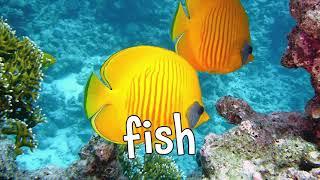 Animals That Swim! Learning Names of Cool Animals