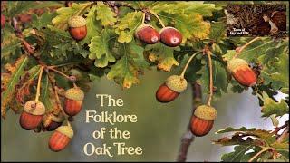 THE FOLKLORE OF THE OAK TREE. Acorns, Galls, Superstitions, Oak Apple Day, Oak King and Holly King