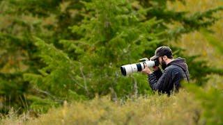 Jackson Hole Wildlife Photography With Sony a7R IV 200-600mm