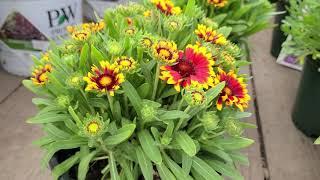 Gaillardia Spintop 'Orange Halo' (Blanket Flower) // Cheery, BRIGHT Flowers - AMAZING Breeding