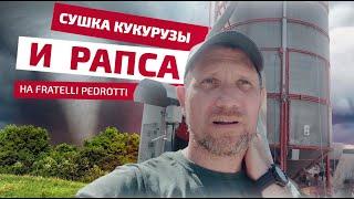 Сушка кукурузы и  рапса на мобильной зерносушилке Fratelli Pedrotti