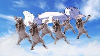 Astronomia - Coffin Dance Meme - Cats Cover
