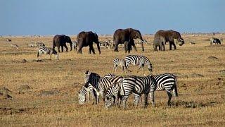 Masai Mara - safari adventure in a wildlife paradise - Predators, big herds and wildebeest migration