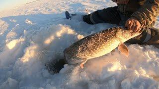 ЩУКА НА ЖЕРЛИЦЫ В ФЕВРАЛЬСКИЙ МОРОЗ . . .