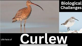 Uncovering the Secrets of the Curlew Bird: Life Facts and Biological challenges