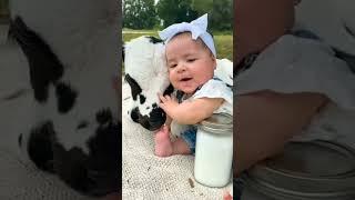 cute baby and cute cow baby ️ #cow #baby #cowbaby #cowlover #cute #babygirl  #trending #shorts