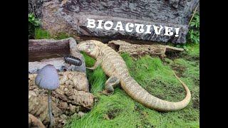 Bioactive Tegu Terrarium - Episode 4 - Substrate, Plants and Isopods