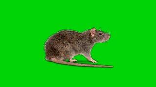 Real Rat Mouse On Green Screen Overlay Effects HD video