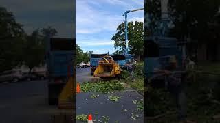 Martinez Tree Service 2