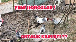 Tavuklarıma Yeni Horozlar Getirdim Ortalık Karıştı Zor Ayırdım !!#tavuk #yumurta #kümes#horoz#civciv