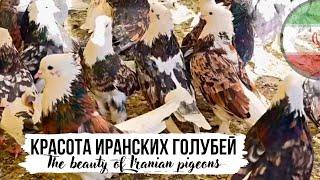 Какой же красивый типаж  Мраморные голуби Ирана | Iranian Almond pigeons. TOP collection