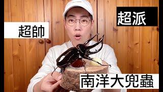 【昆蟲擾西上課了！】超帥！超派！南洋大兜蟲 Chalcosoma chiron#動森