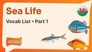 Sea Life | Welsh Vocabulary List (Part 1)