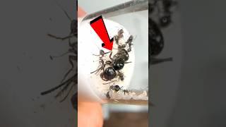 Moving My QUEEN Ant 