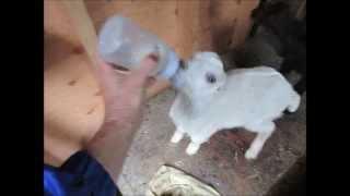 101 Raising Baby Goats