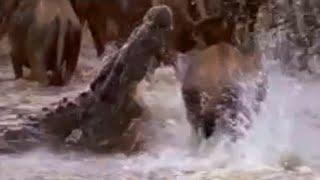 Crocodiles vs Wildebeest | BBC Studios