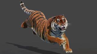 Animated Furry Siberian Tiger 3D Model for Download