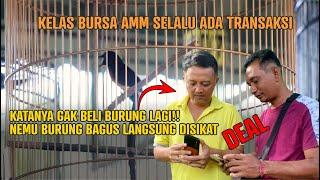 DEALDapat murai batu Bagus dikelas Bursa AMM, langsung disikat!!