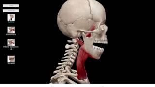 Learn@Visible Body - Mandible Elevation and Depression